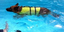 Hydrotherapy for dogs