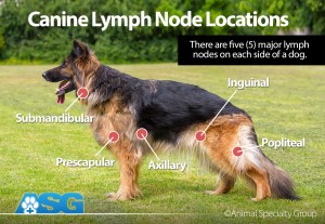 canine lymph node locations