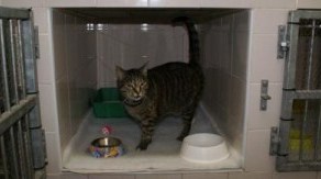 Southern Cross Cat Hospital