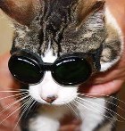 Cat wearing doggles for laser therapy