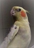 Cockatiel