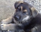 New Puppy Check Ups