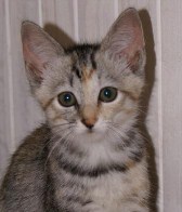 Free New Kitten Check Ups at Southern Cross Vets
