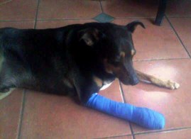 Jackson's bandage