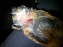 Jackson's foot