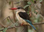 Kingfisher