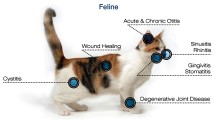 Cat conditions that laser therapy treats