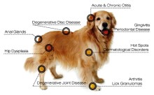 Dog conditions that laser therapy treats