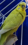 Lemoncup