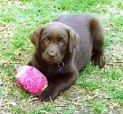 Free New Puppy Check Ups at Southern Cross