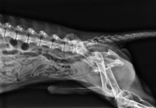 xray of a dog's spine