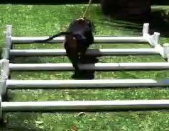 Dachshund walking over cavaletti rails