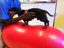 Dachshund working on balance and strengthening