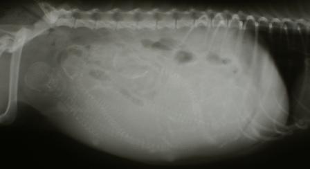 xray of a pregnant dog