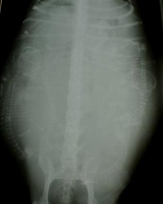 xray of a pregnant dog