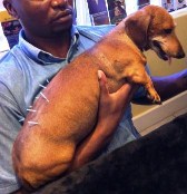 Dachshund receiving acupuncture