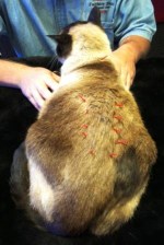 Acupuncture for cats