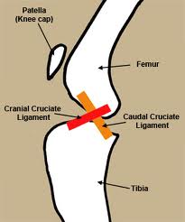 canine knee (stifle)
