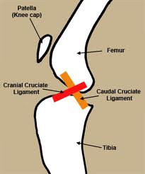 canine knee (stifle)