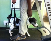 Treadmill for dogs