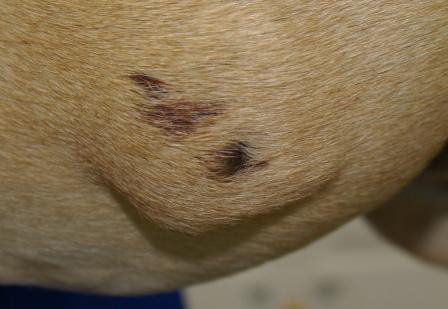 Lump on a dog's side