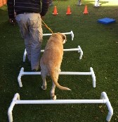 Therapeutic exercises for dogs