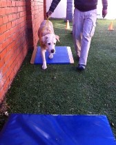 Physical rehabilitation for dogs