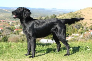 Zola