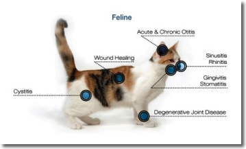 Benefits of laser therapy in cats