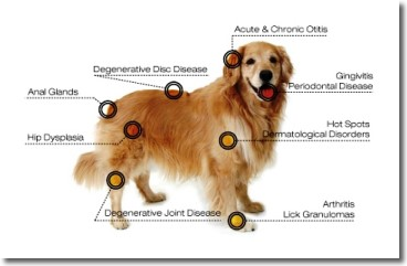 Benefits of laser therapy in dogs