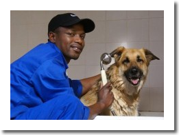 Dog Bathing at Southern Cross Vets