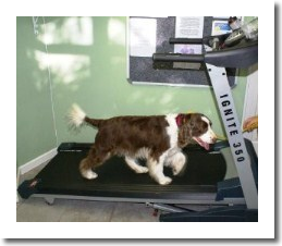 Treadmill exercise for your dog