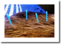 Acupuncture in pets