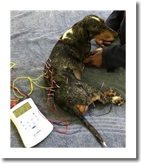 Electroacupuncture in pets