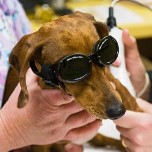 Dog wearing doggles for laser therapy