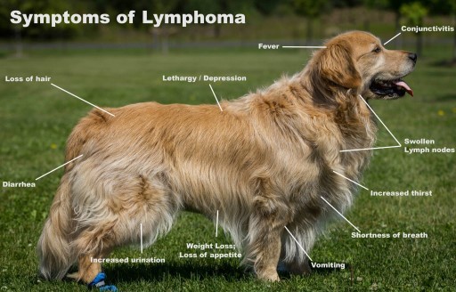 mediastinal lymph nodes in dogs